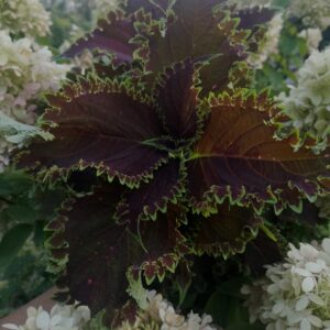 Колеус Norris(усл)