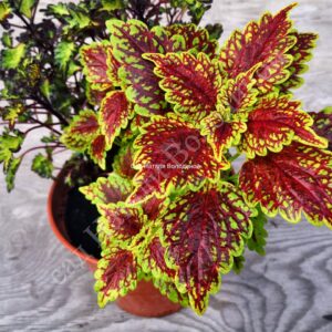 Колеус Oxford Street