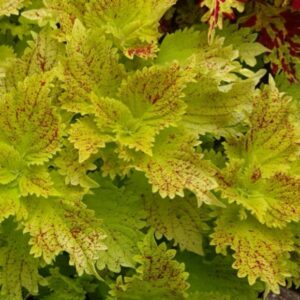 Колеус ‘Pele’