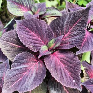 Колеус Perilla