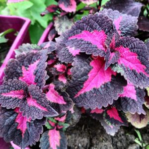 Колеус Perilla China Rose