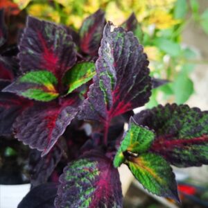 Колеус Perilla Gage s Shadow