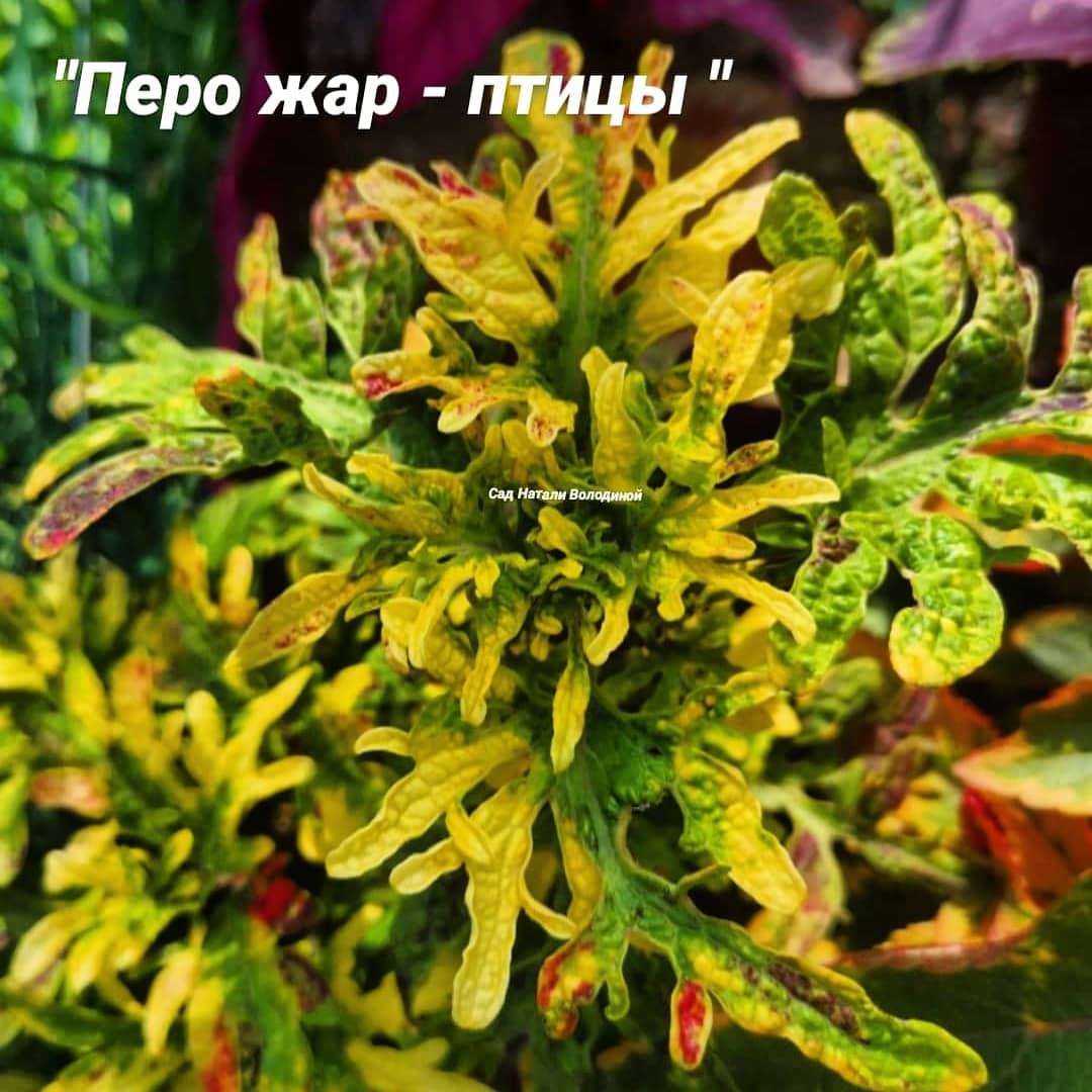 Колеус! Новинка! Перо Жар Птицы