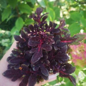 Колеус Протуберанец(Г. Новомодный)