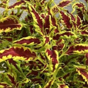 Колеус Red Croton 2