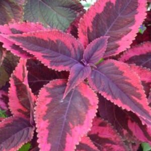 Колеус Religious Radish