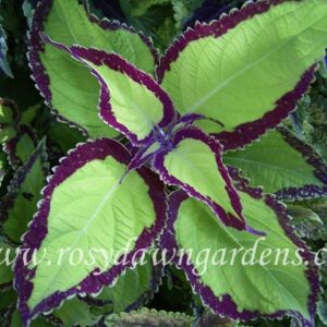 Колеус Saturn’s Rings