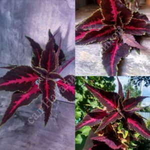 Колеус Scarlet Ribbon