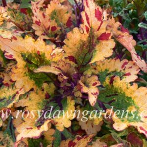 Колеус Stormy Weather