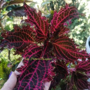 Колеус Struning