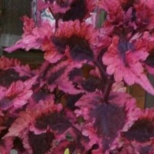 Колеус Tabasco