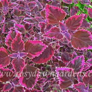 Колеус Trailing Plum Brocade