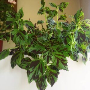 Колеус Trailing psycholeus