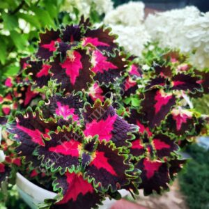 Колеус  Trailing Strawberry