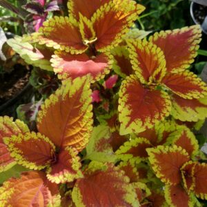 Колеус Trusty Rusty