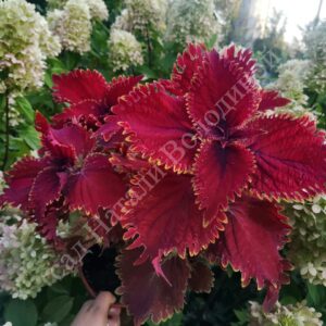 Колеус Under The Sea King Crab