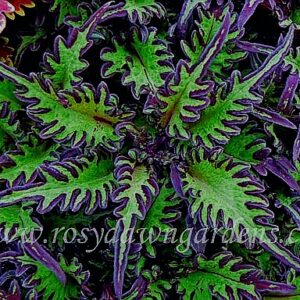 Колеус Under The Sea Lime Shrimp