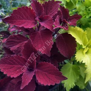 Колеус Velvet Lace
