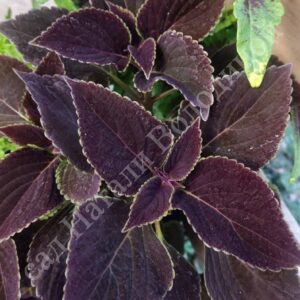 Колеус Vino