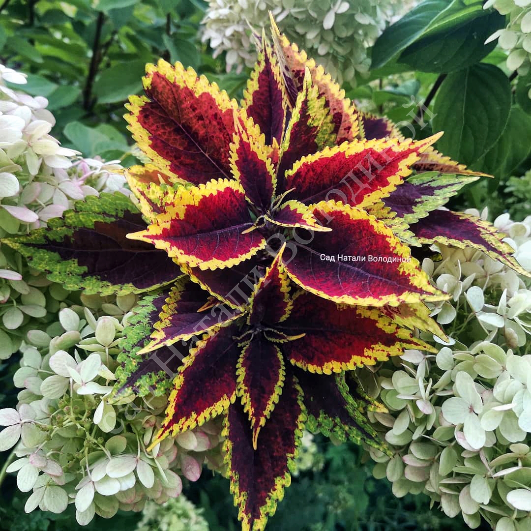 Колеус Walter Turner