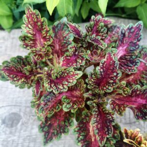 Колеус  Watermelon