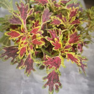 Колеус Wisley Tapestry (полуампель)