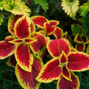Колеус Wizard Scarlet