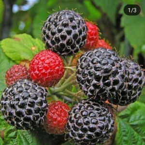 Малина ремонтантная Нивот (Niwot)