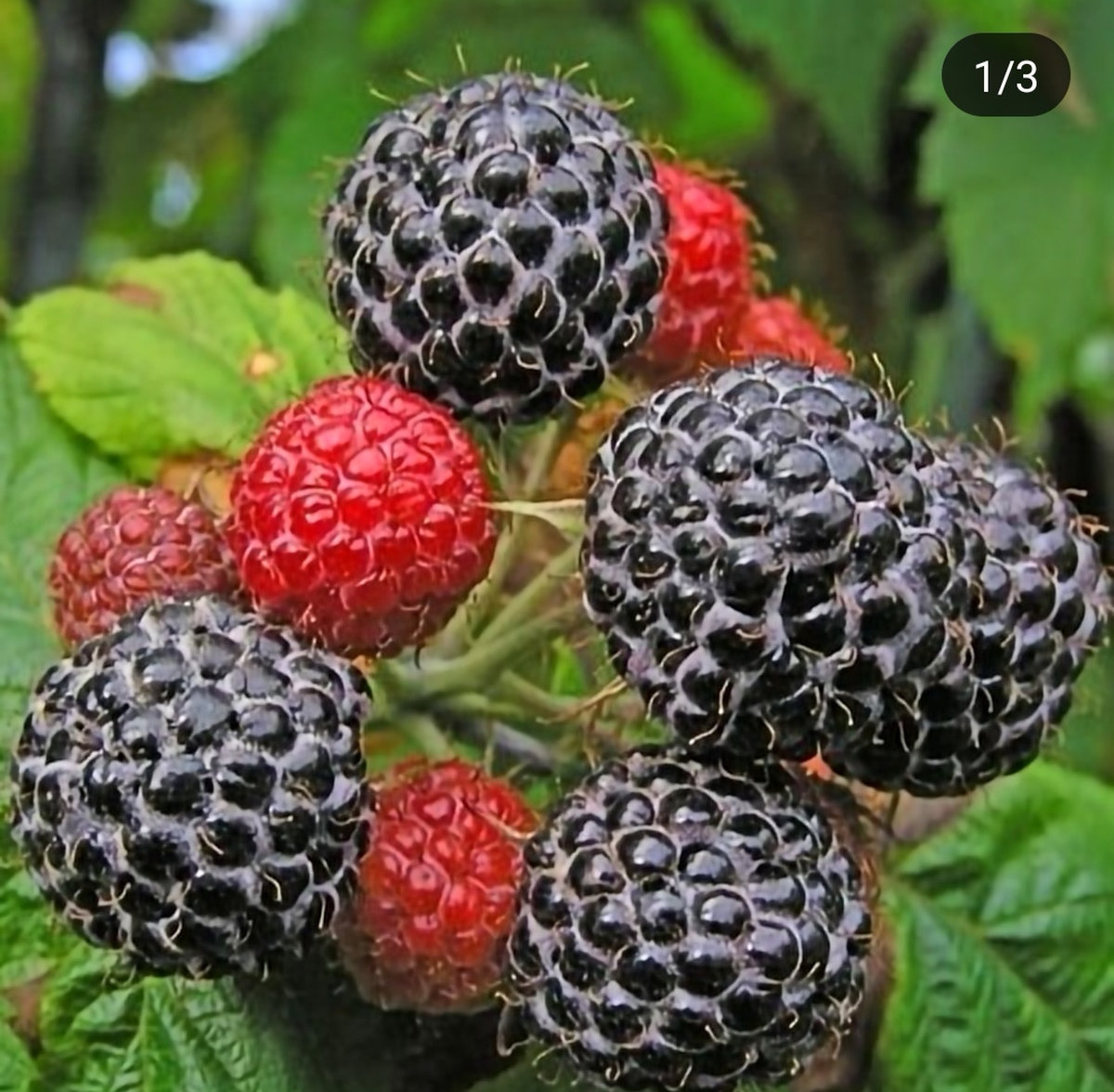 Малина ремонтантная Нивот (Niwot)