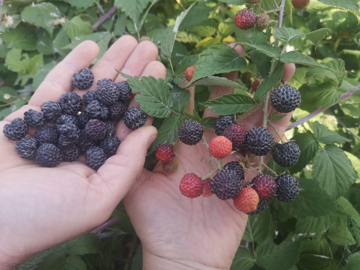 Малина ремонтантная Нивот (Niwot)