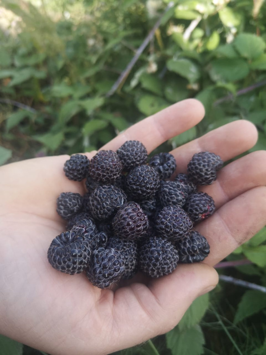 Малина ремонтантная Нивот (Niwot)