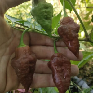 Перец Bhut Jolokia Caramel