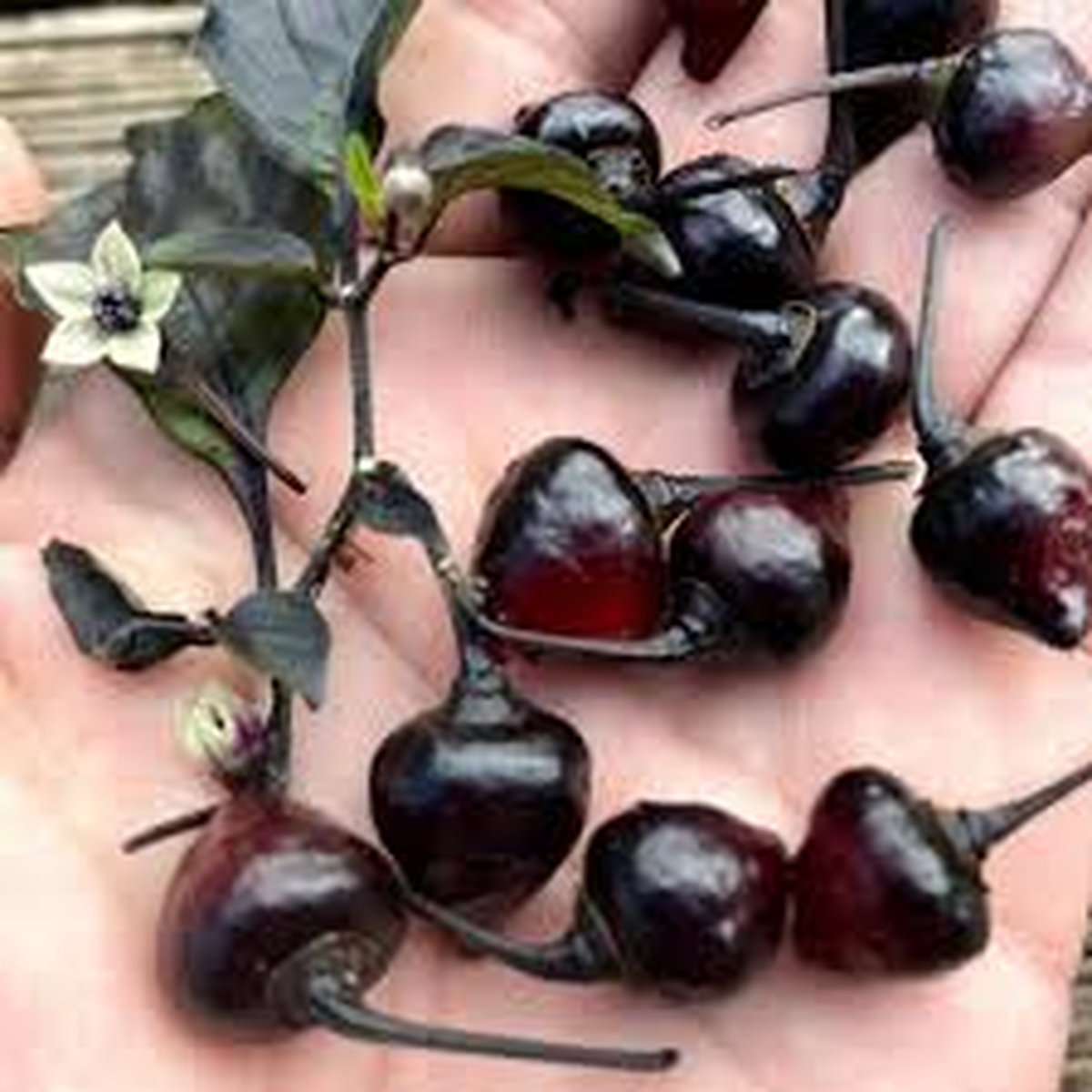 Перец острый Biquinho Black