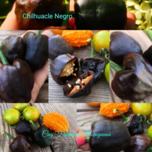 Перец острый Chilhuacle Negro .Чили-Уакле. 10шт