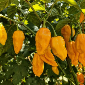 Перец Фатали Жёлтый(Fatalii Yellow)