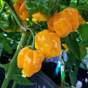 Перец слабострый Frontera Sweet