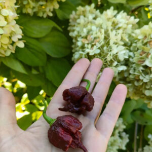 Carolina Reaper Chocolate