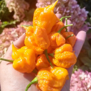 Перец острый КАРОЛИНА РИПЕР  ЖЕЛТЫЙ (CAROLINE RIPER YELLOW)