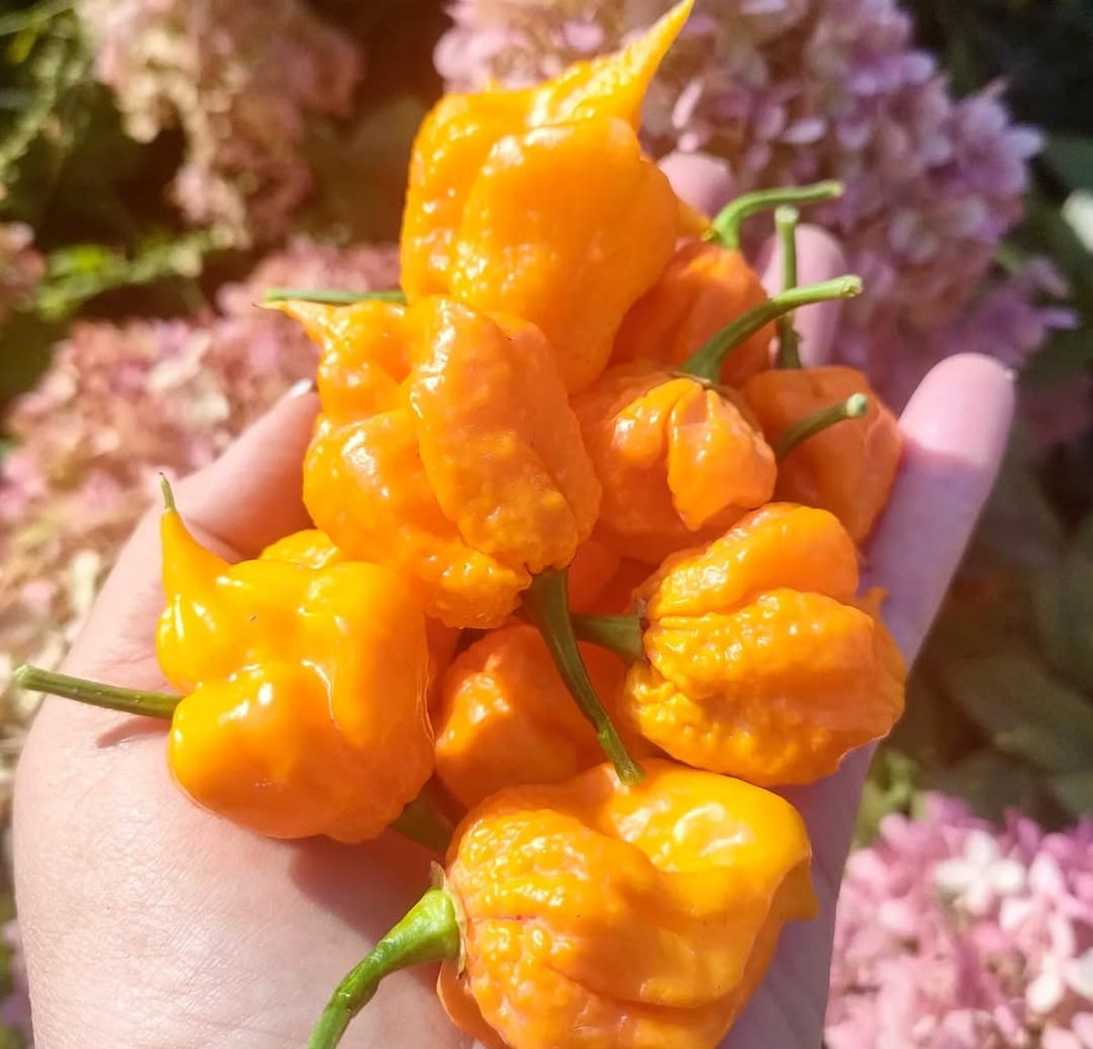 Перец острый КАРОЛИНА РИПЕР ЖЕЛТЫЙ (CAROLINE RIPER YELLOW)