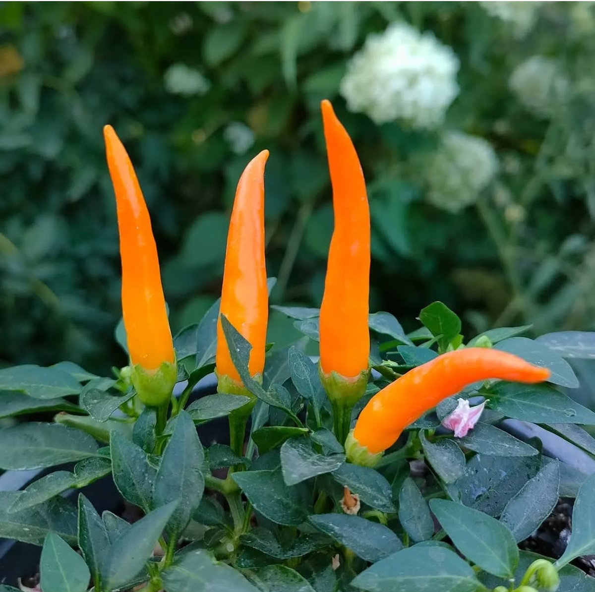 Перец Медуза оранжевая