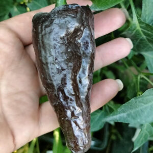 Перец сорт «МУЛАТО ИСЛЕНО» (Mulato Isleno)