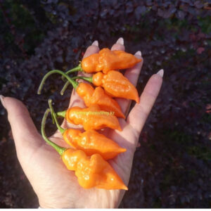 Перец  острый 2-21(Meyken)