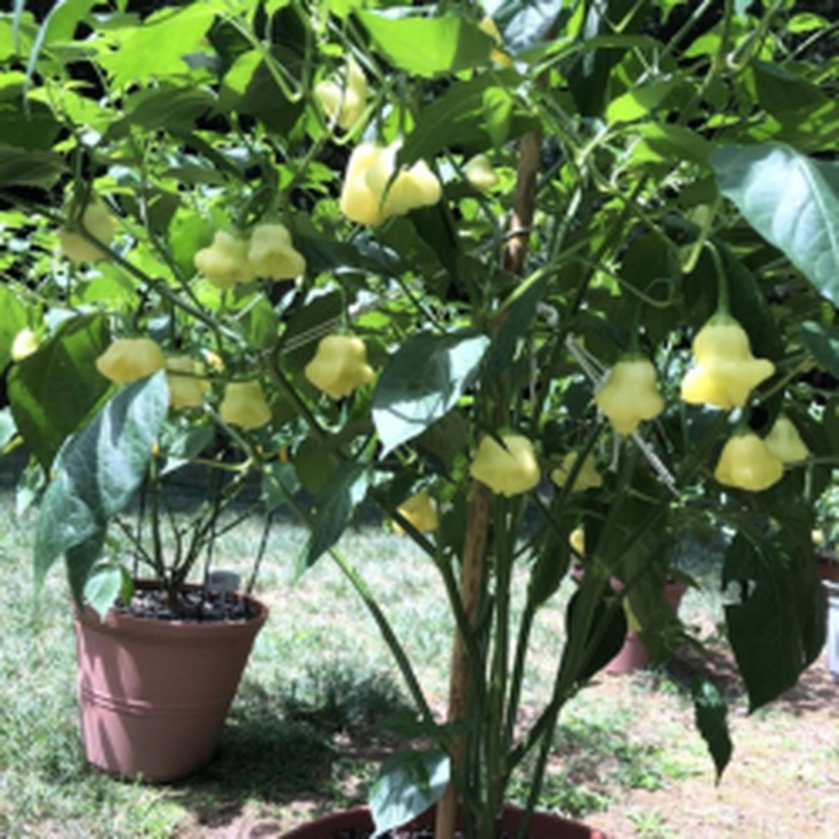 Перец острый Aji Fantasy