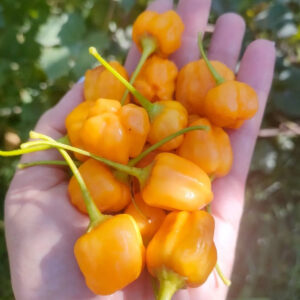 Перец острый Aji Mango