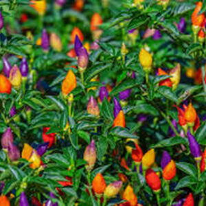 Перец острый Aladdin,Аладдин. (Capsicum annuum).