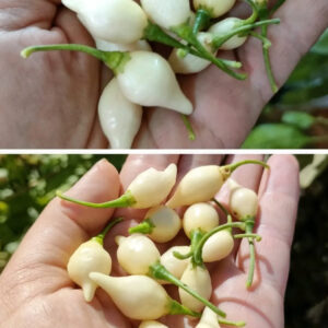 Перец острый Biquinho White (Бикиньо Уайт, Бикиньо белый)