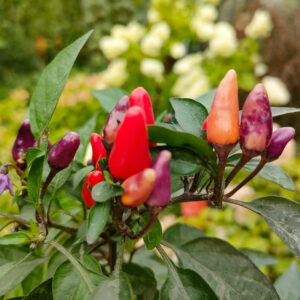 Острый перец Экcплозив Эмбер (Explosive Ember)