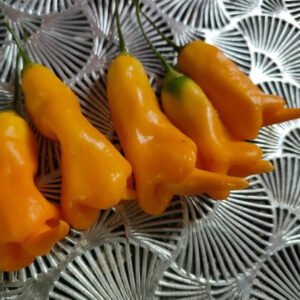 Острый перец Erotica