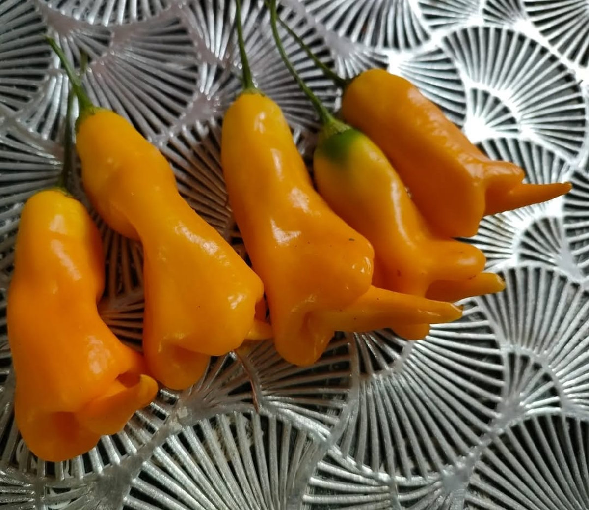 Острый перец Erotica