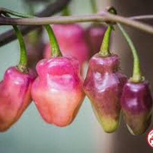 Перец острый Фидальго Рокса  (Fidalgo Roxa)